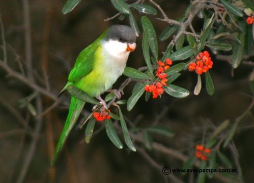 aymara nature6