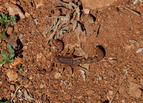 Marocco-2-insetti--scorpioni-ecc 0048 copia