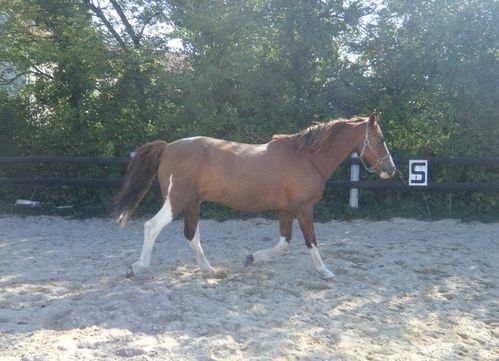 cheval-trot-carriere-liberte.JPG