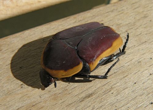 P-coleoptere-pachnoda