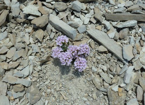 2011-06-28-Mont Pelat-63