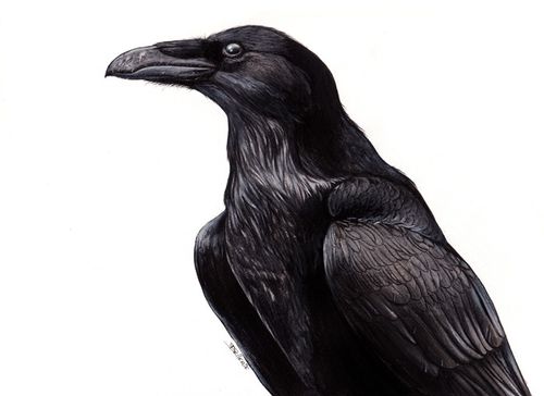grand-corbeau