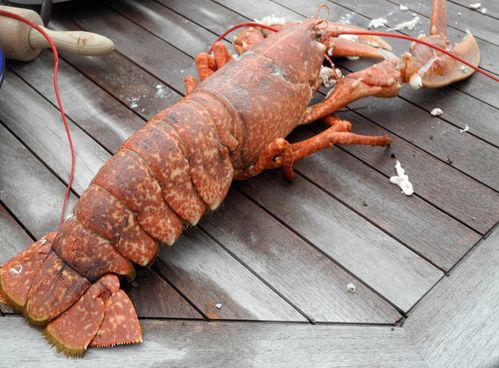 HOMARD.JPG