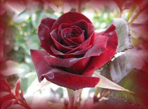 rose rouge sang