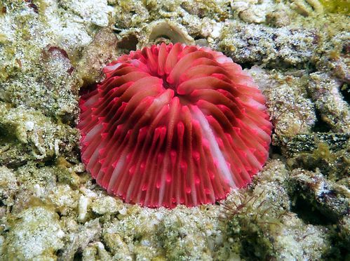 corail-champignon-rouge
