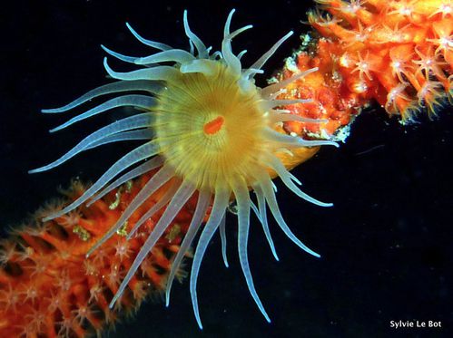 Anemone-de-mer-Cnidaires