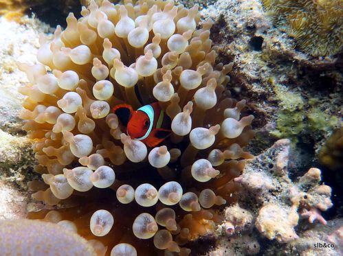 Poisson-clown-Amphiprion frenatus