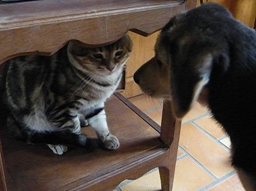 comme-chien-et-chat-1.jpg