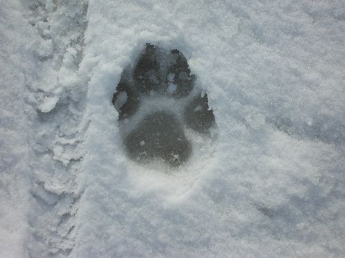 Morimont---carnaval-2012-004.JPG