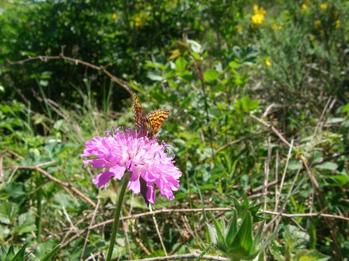 KnautieDesBois Knautia dipsacifolia juin2012 Cubservies Roq