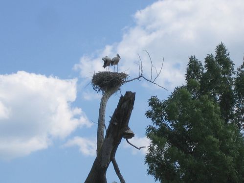 Cigognes-30-07-2011-003.jpg