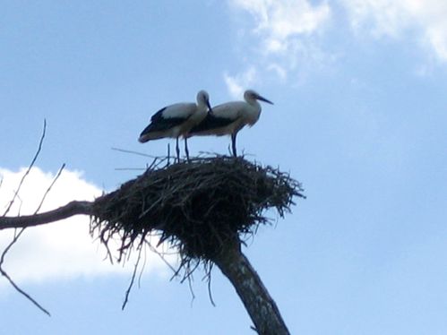 Cigognes-le-30-07-2011-008.jpg