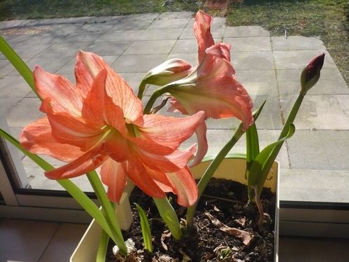 2010-03-07-Amaryllis 0