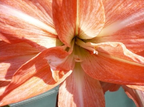 2010-03-07-Amaryllis-2.JPG