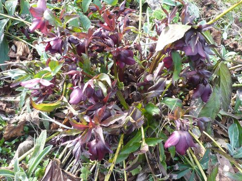 2010-03-hellebores--1-.JPG