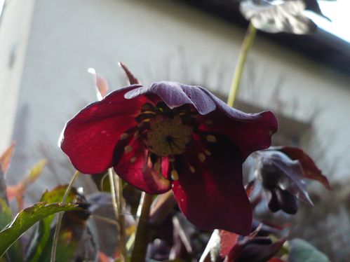 2010-03-hellebores--5-.JPG