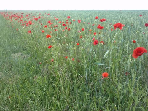 2010-07-06-bord de route-copie-1
