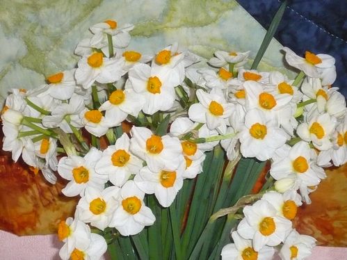 2011-03-31-Narcisses (10)