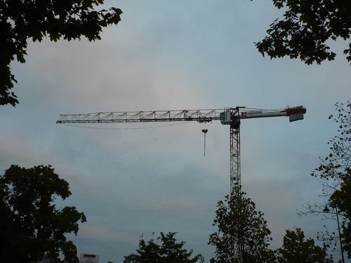 2011-10-11-Rennes-birds--1-.JPG