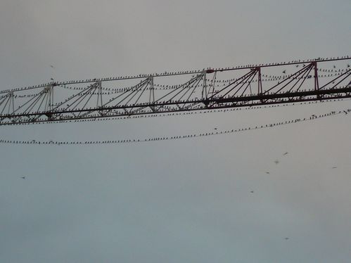 2011-10-11-Rennes-birds--4-.JPG