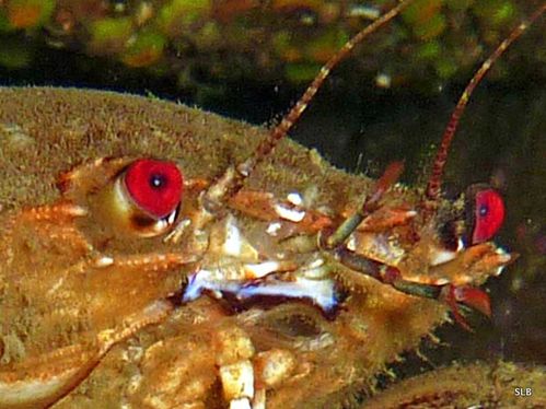 Crabe-cerise-Etrille-Polybius (Necora) puber