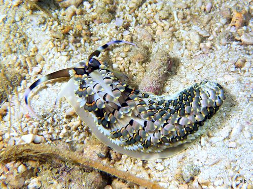 Nudibranche, Cerberilla affinis, Aeolidiidae