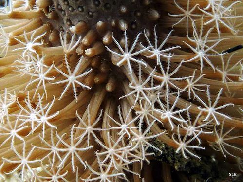 Corail-Octocoralliaires-arbre de Noel 2012