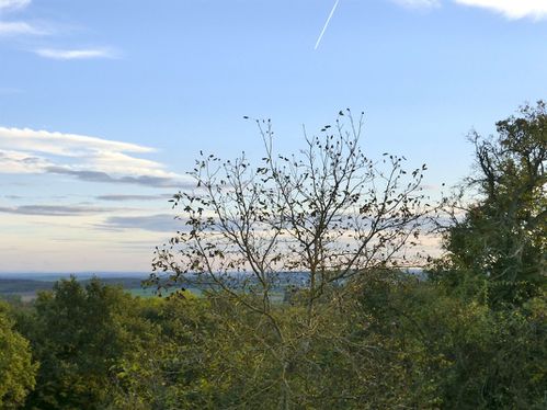 automne noyer déplumé