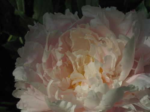 pivoine caline