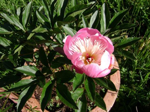 pivoine rose dans pot