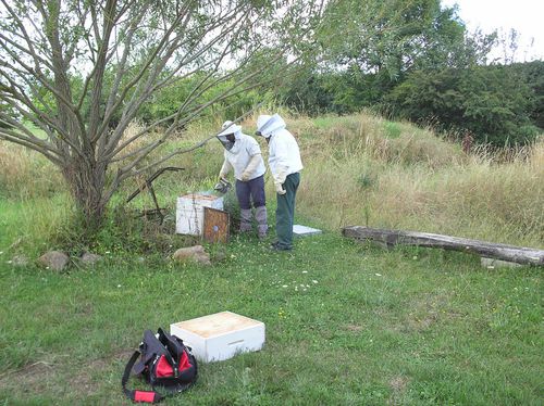 Ruche Abeilles Noires Gites Les Vaquans Aveyron 04