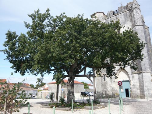 arbre-de-la-liberte-Marsilly.jpg
