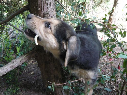 chiot-rongeur.JPG