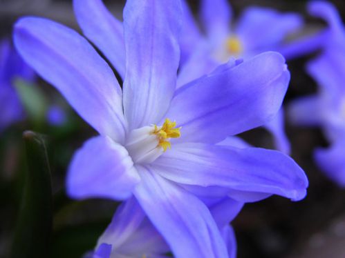 Chionodoxa forbesii bulbe fleur bleue