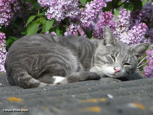 chat-lilas