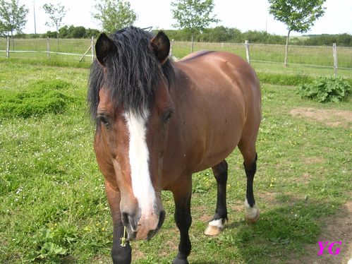 cheval