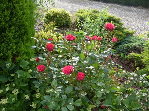 framboises-004.JPG