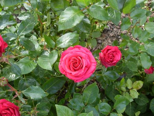 framboises-005.JPG