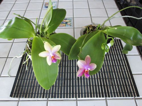 Phalaenopsis Liodoro - A la découverte des Hoyas - Vaporchidhoya