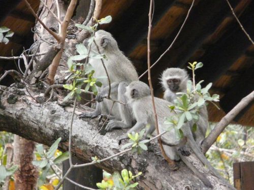 Africa del Sur.Sabie Sand.P.N.Kruger4