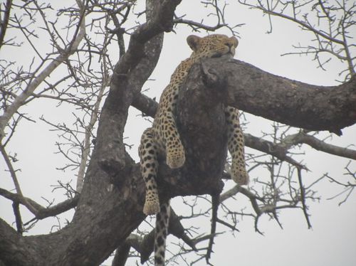 Africa del Sur.Sabie Sand.P.N.Kruger8