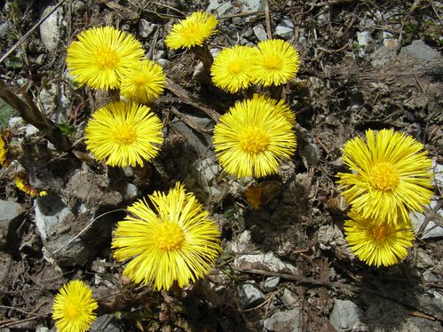 Tussilago farfara - Tussilage