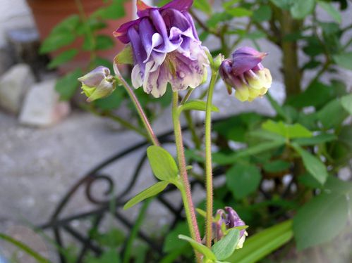 aquilegia-alpina.JPG