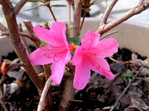 azalea-japonica--Mad.Albert-van-Heche-.JPG