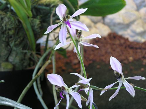 Ancestrochilus-rotchilianus.JPG