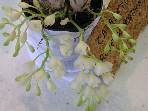Catasetum-Rebecca-Northen.JPG