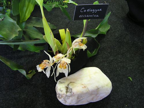 Coelogine-assamica.JPG