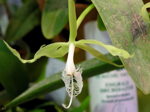 Epidendrum-ciliare.JPG