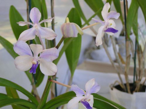 Vanda Coerulea