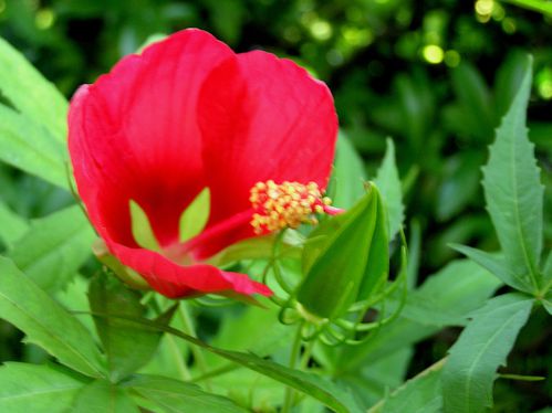 hibicus-coccineus.JPG